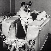 The Dog Laika Was Carried By Sputnik-2