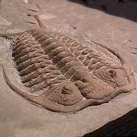 Paleozoic